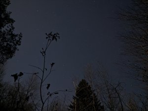 PXL_20231125_210856503.NIGHT.jpg