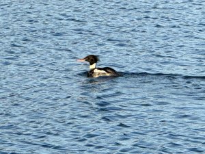 IMG_0106.jpeg
