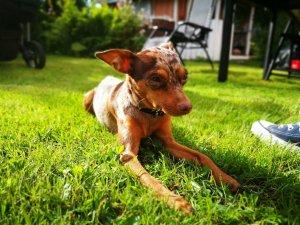 IMG_20160802_165549_1.jpg