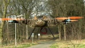 mitthusdjursevigaliv-katt-0-jpg.jpg
