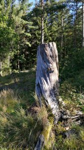 IMG_20160905_101454.jpg