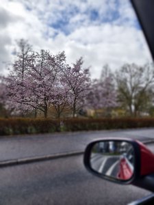 IMG_20240419_130323.jpg
