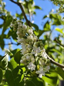 IMG_20240513_172359.jpg