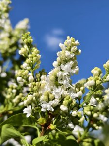 IMG_20240513_172417.jpg