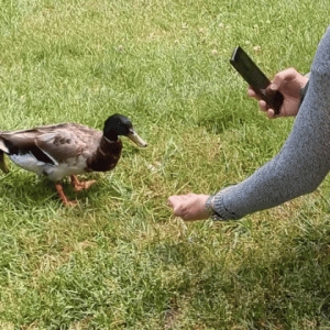 InShot_20240621_173456570.gif