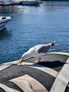 IMG_20240624_135353.jpg
