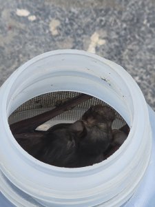 IMG_1607.jpeg