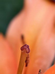 IMG_20240723_152527.jpg
