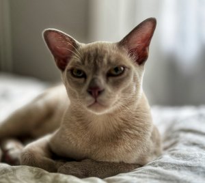 IMG_0474.jpeg