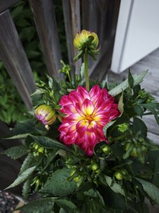 IMG_20240802_210001.jpg