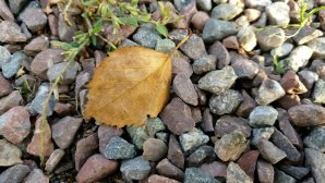 IMG_20160914_163145.jpg