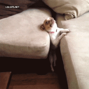 giphy (1).gif