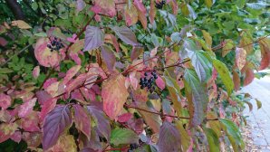 DSC_0157.JPG