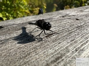 Skärmavbild 2024-09-20 kl. 15.38.18.jpeg