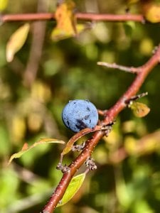 IMG_20240928_113004.jpg