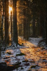 ff1 (60).jpg