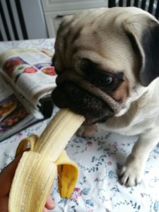 PugBanana.jpeg