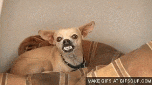 evil-chihuahua-o.gif