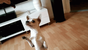 VID_20161013_161827-ANIMATION.gif