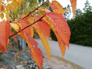 IMG_20161022_114757.jpg