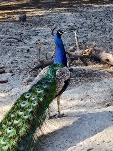 IMG_20250520_170446.jpg