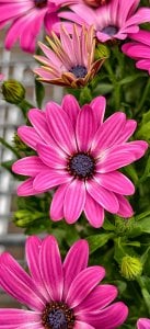 IMG_20250531_151921.jpg