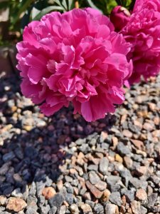 IMG_20250618_145436.jpg