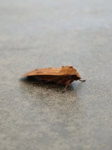 IMG20250706142310.jpg