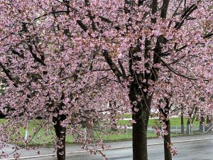 IMG_0234.jpeg
