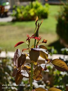 IMG_20250728_171622.jpg