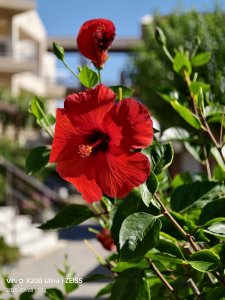 IMG_20250728_171537.jpg