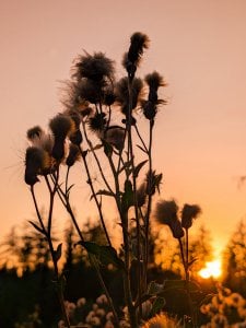 FF (1151).jpg