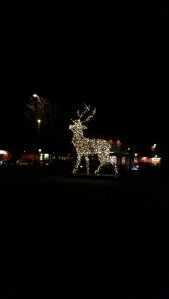 IMG_20161120_173100.jpg
