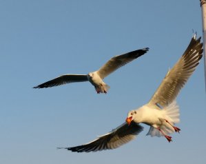 T38.jpg