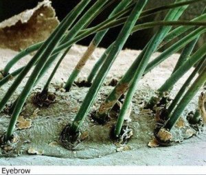 the_world_under_a_microscope_05.jpg
