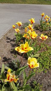 IMG_20170422_132905.jpg