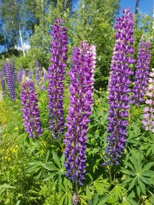 2017-06-20 10.51.05.jpg