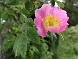 IMG_20170622_072200.jpg