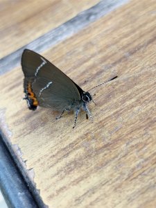 IMG_20170627_102021.jpg