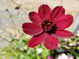 IMG_20170627_133117.jpg