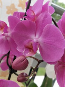 IMG_20170627_184253_Bokeh.jpg