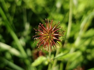 IMG_20170629_185500.jpg