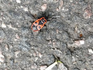 IMG_20170629_184219.jpg