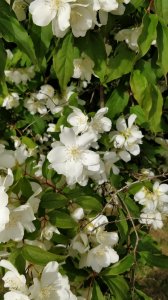 IMG_20170707_151749.jpg