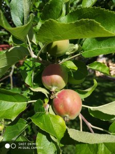 IMG_20170717_164136.jpg