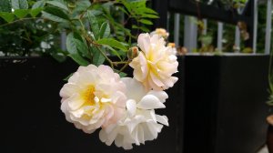 IMG_20170723_153514.jpg