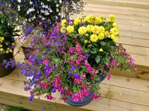 20170726_123334_HDR.jpg