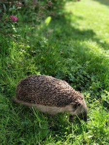 IMG_20170720_161130_Bokeh.jpg