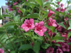 DOOGEE-Mix-camera-sample_resized-58.jpg