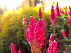 20170811_180718-01.jpeg